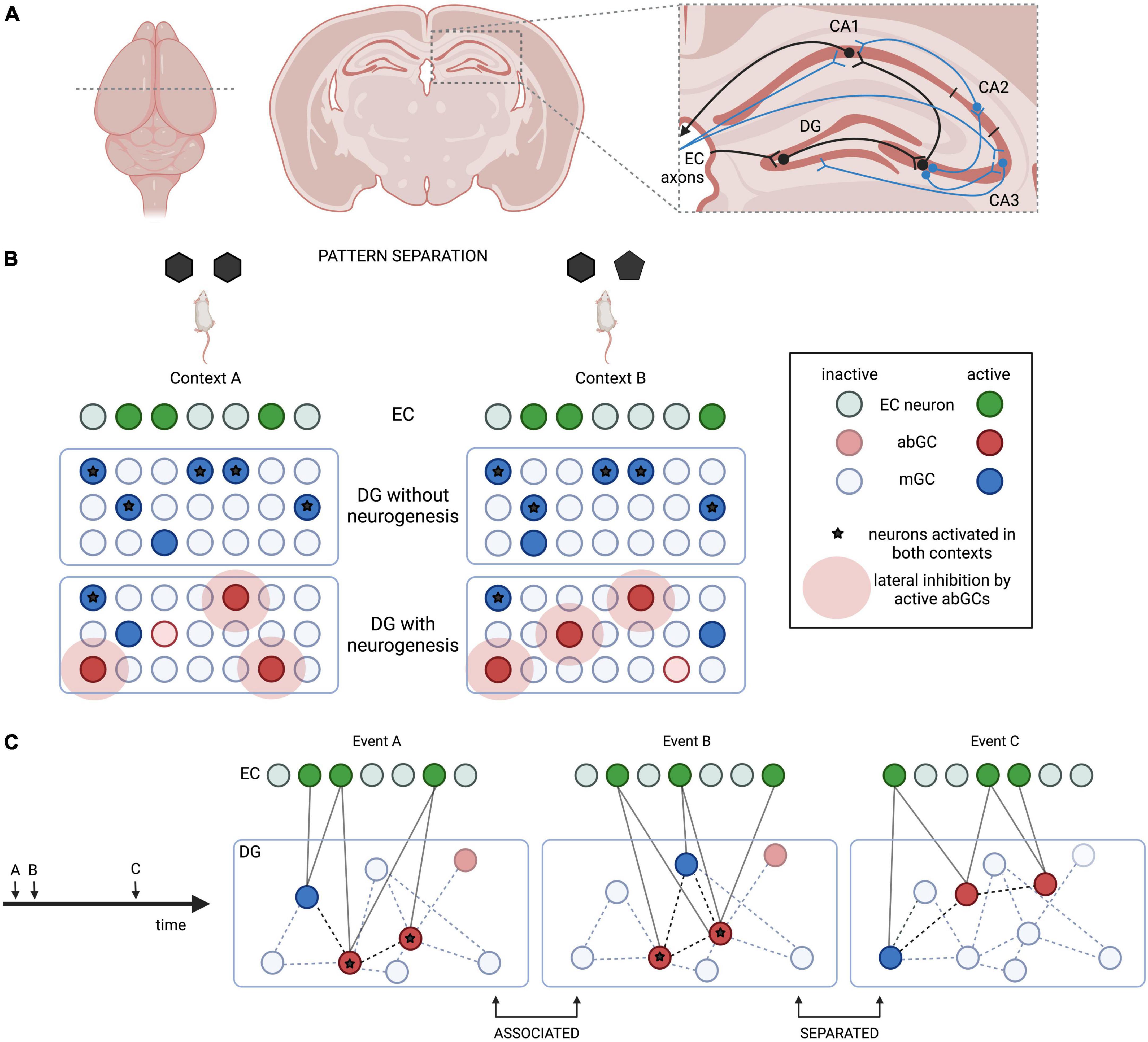 Adult-born neurons add flexibility to hippocampal memories